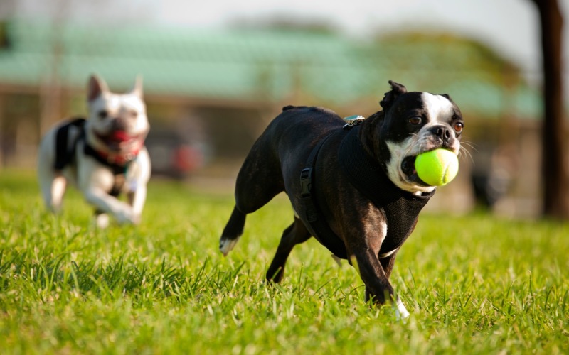 dogs running on grass