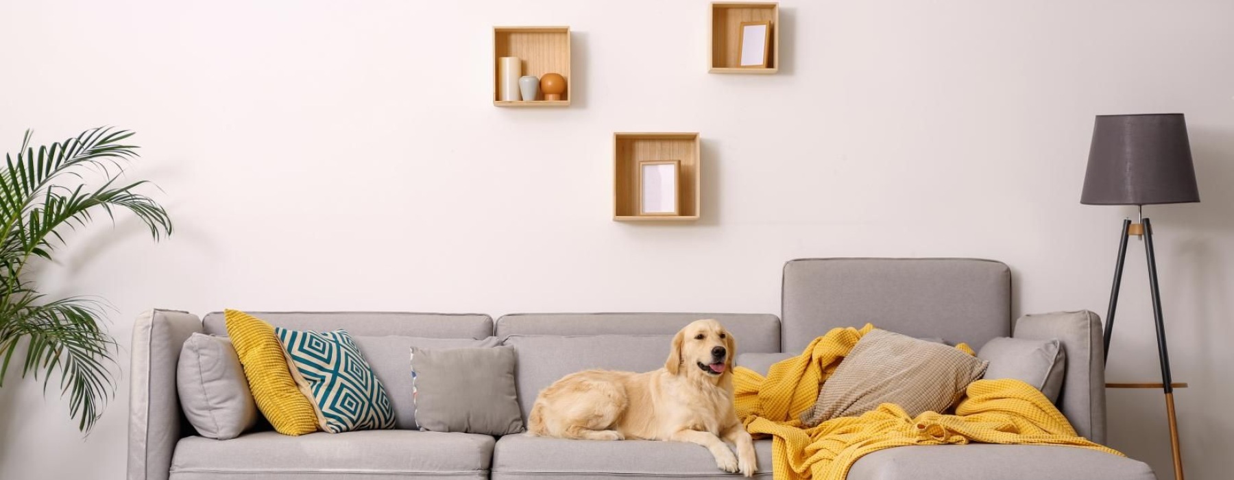 a dog sitting on a couch